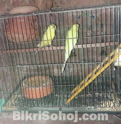 হলুদ এডাল্ট বাজরিকা